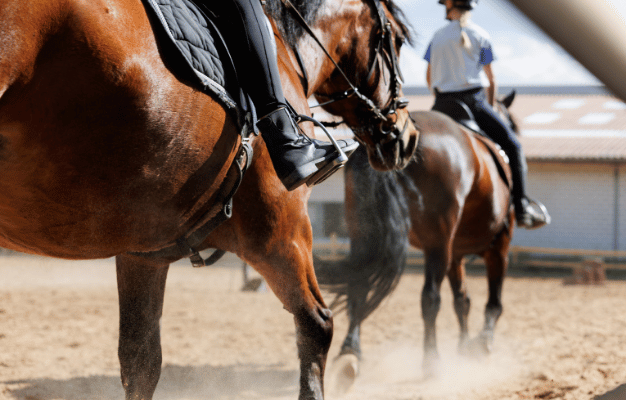 Riding School Web Portal